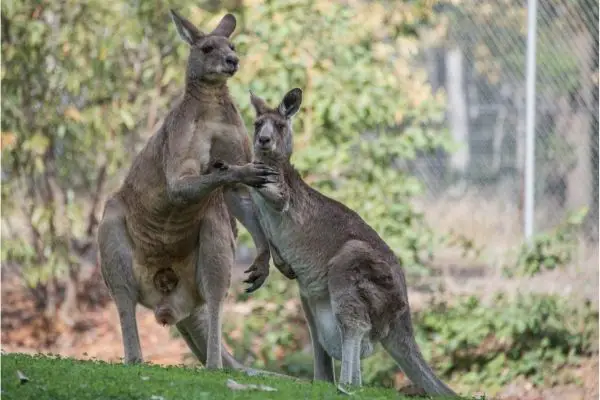 All about Kangaroo facts
