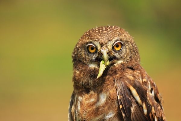All about owls facts