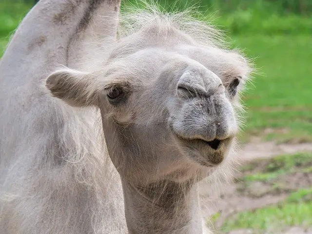 Camel Ear