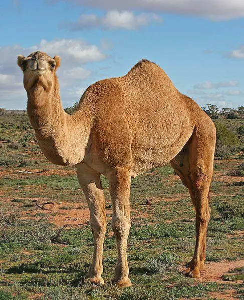 Camel Facts for Kids