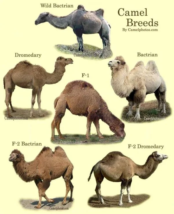 Camel Facts For Kids - Camel Information - All About Camel