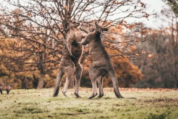 Kangaroo Height facts