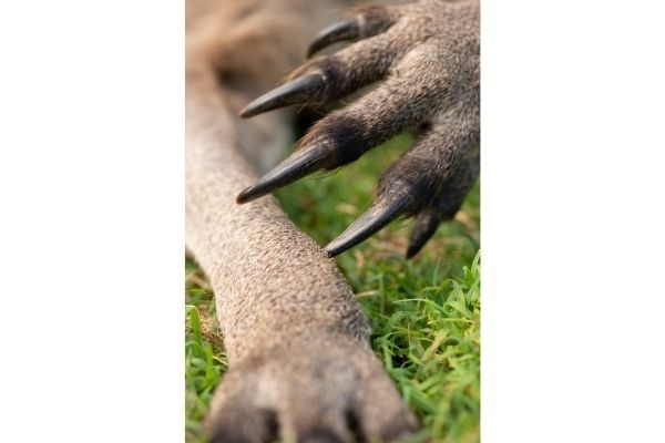 Kangaroo claws facts