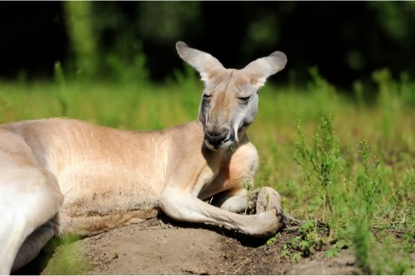 Kangaroo facts