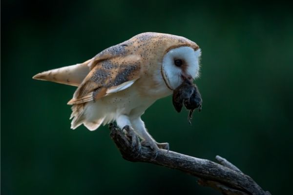 Owls diet facts