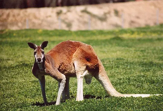 kangaroo facts for kids