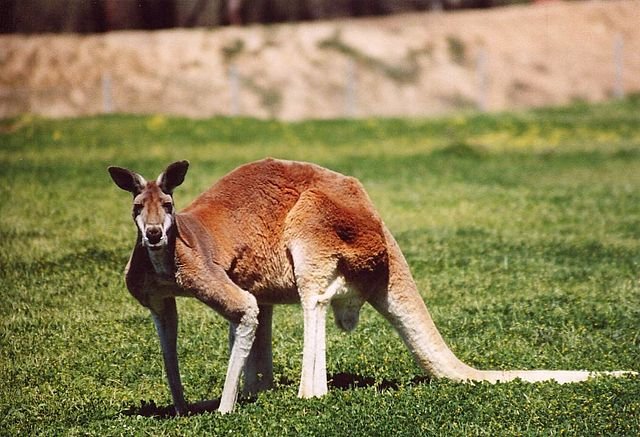 Kangaroo Facts For Kids All About Kangaroo