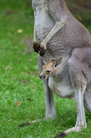 kangaroo facts