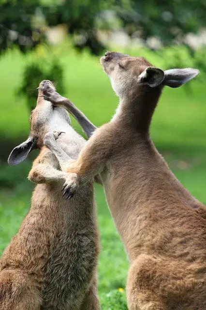 kangaroo fight