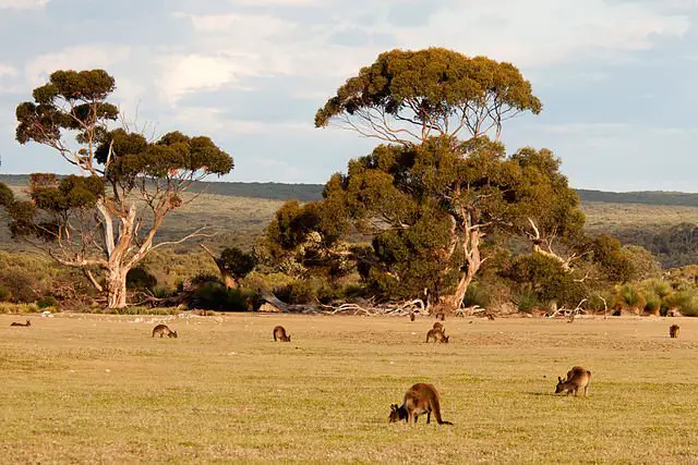 kangaroo habitat