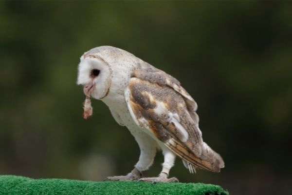barn owl eating facts for kids