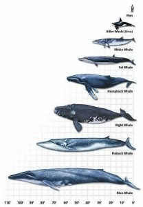 Blue Whale Facts For Kids - Blue Whale Information - About Blue Whale