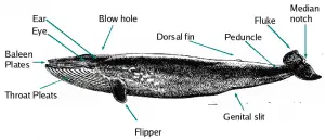 Blue Whale Facts For Kids - Blue Whale Information - About Blue Whale