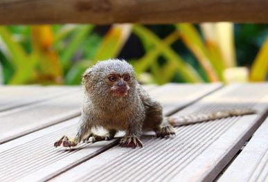 cute finger monkey