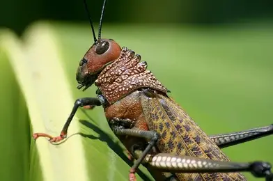 What Do Grasshoppers Eat Grasshopper Diet