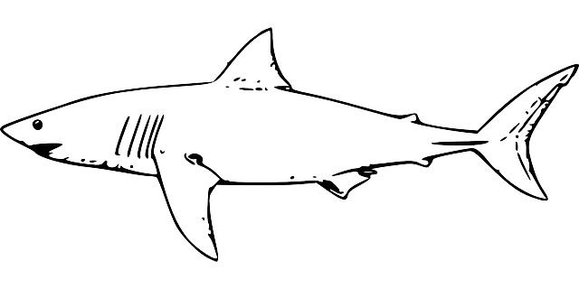 Tiger shark drawing