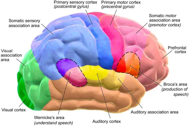 brain diagram facts