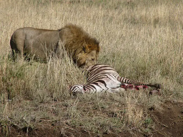 Do Lions Eat Zebras