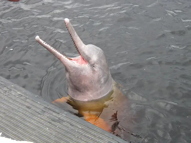 Amazon River Dolphin Facts