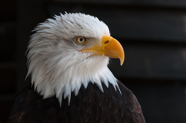 Bald Eagle Facts For Kids