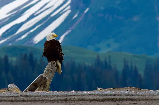 Mapping The Soaring Majesty: Understanding Bald Eagle Habitat And Its ...