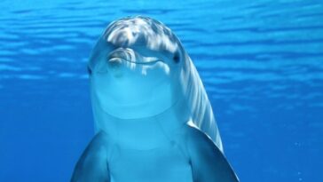 Dolphin Facts For Kids