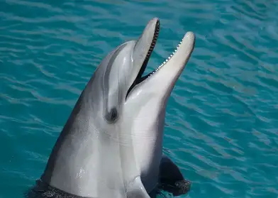 Dolphin Facts For Kids Learn All About Dolphins