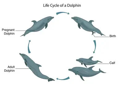dolphin life cycle ks2