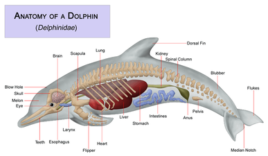 dolphin life cycle ks2