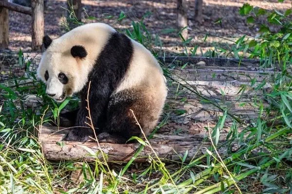 Panda Facts