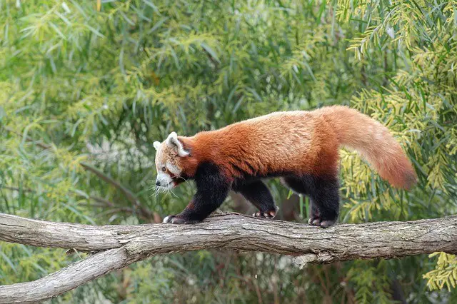 Red Panda Size