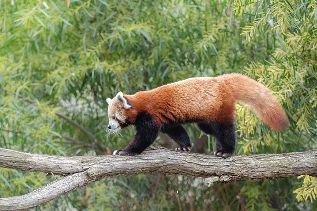 Red Panda Facts For Kids - Red Panda Information For Kids