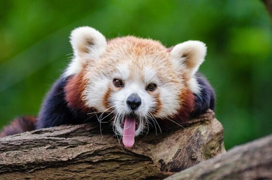 Red Panda Facts For Kids - Red Panda Information For Kids