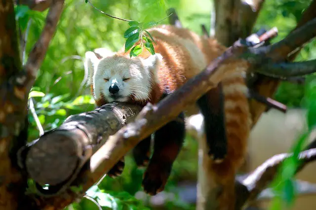 Red Panda on Tree