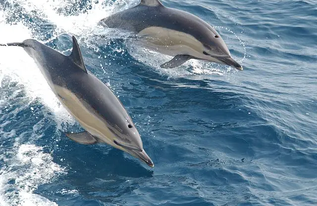 common Dolphin