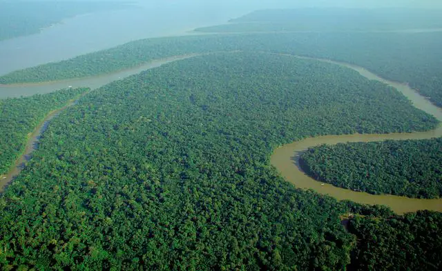 Amazon Rainforest Facts For Kids