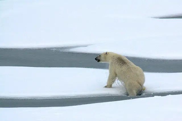 Polar Bear natural habitat