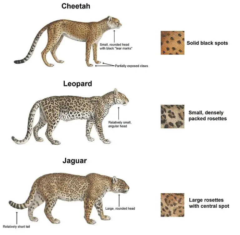 Jaguar Facts For Kids - Jaguar Information For Kids