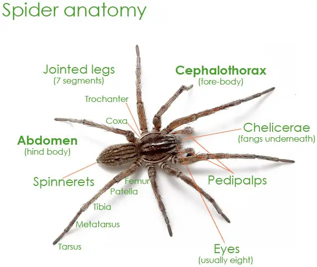 Spider Characteristics