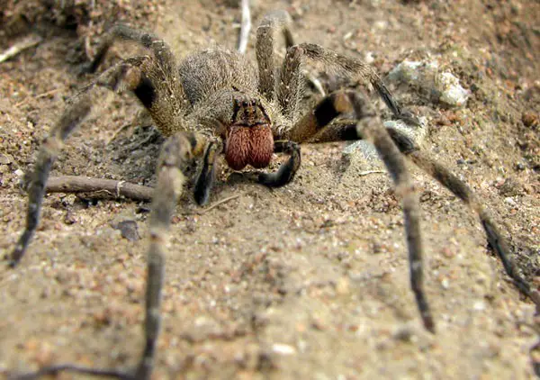 The most Dangerous Spider - Brazilian Wandering Spider