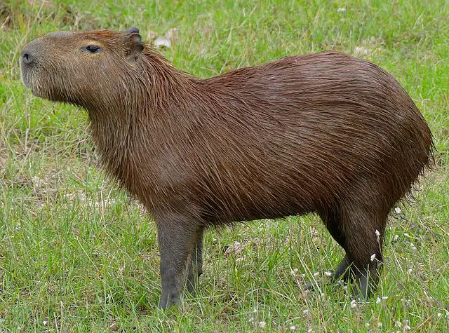 What Do Jaguars Eat - Capybara