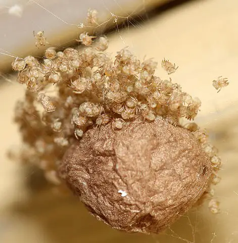 What Do Spider Eggs Look Like