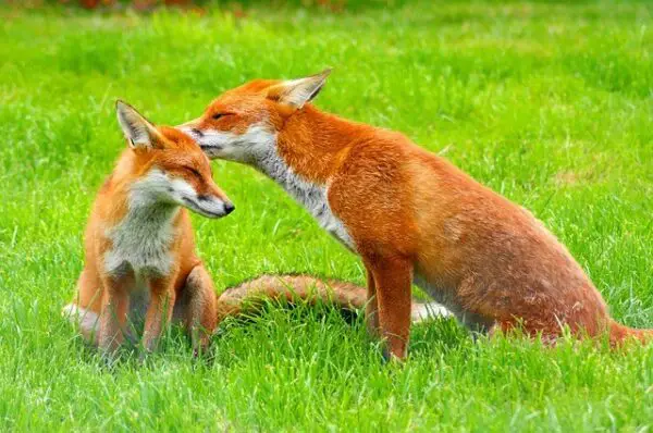 Do Foxes Eat Cats - Can Foxes Eat Cats