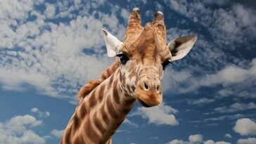 Giraffe Facts For Kids