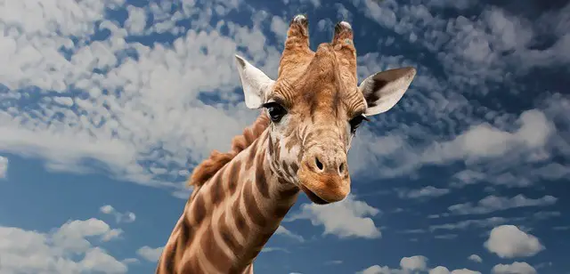 Giraffe Facts For Kids