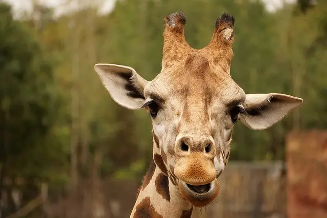 Giraffe Horns Facts