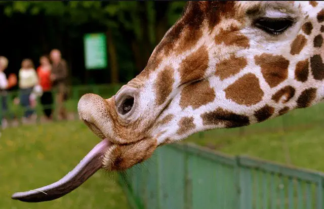 Giraffe Facts For Kids All About Giraffes