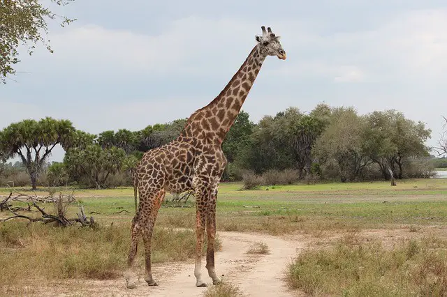 What Do Giraffes Look Like
