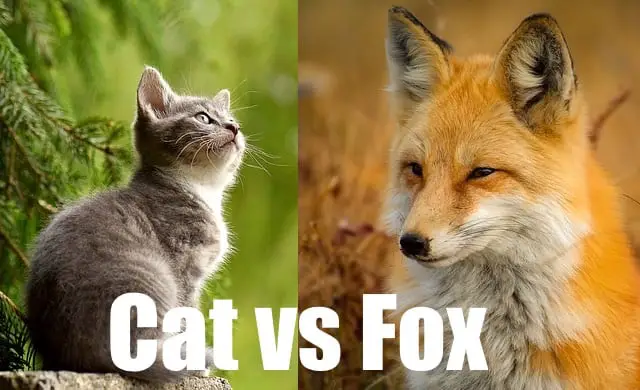 do foxes eat cats