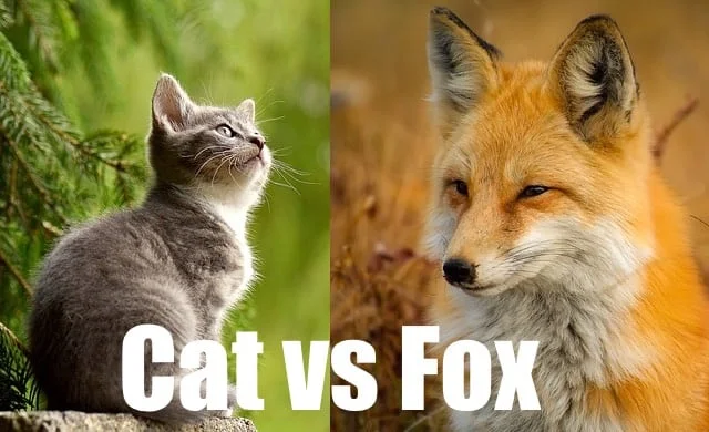 Do Foxes Eat Cats Can Foxes Eat Cats